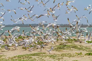 Ecological Diversity Prints: Caspian Terns (Hydroprogne caspia) at breeding colony on Ile des Oiseaux in the Parc National du Delta du Saloum