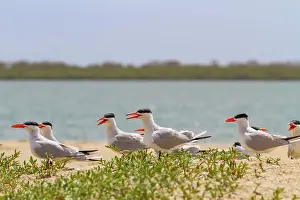 Young Birds Prints: Caspian Terns (Hydroprogne caspia) at breeding colony on Ile des Oiseaux in the Parc National du Delta du Saloum