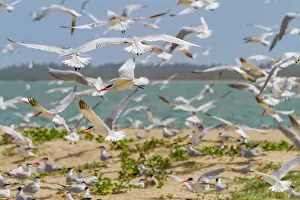Senegal Prints: Caspian Terns (Hydroprogne caspia) at breeding colony on Ile des Oiseaux in the Parc National du Delta du Saloum