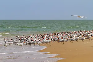 Senegal Prints: Caspian Terns (Hydroprogne caspia) at breeding colony on Ile des Oiseaux in the Parc National du Delta du Saloum