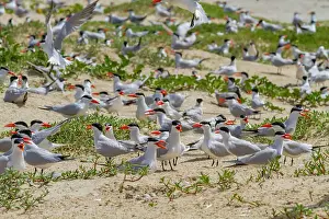 Nature Lovers Prints: Caspian Terns (Hydroprogne caspia) at breeding colony on Ile des Oiseaux in the Parc National du Delta du Saloum
