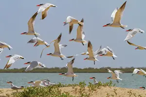 Senegal Prints: Caspian Terns (Hydroprogne caspia) at breeding colony on Ile des Oiseaux in the Parc National du Delta du Saloum