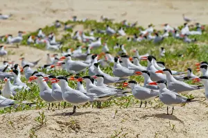 Nature Lovers Prints: Caspian Terns (Hydroprogne caspia) at breeding colony on Ile des Oiseaux in the Parc National du Delta du Saloum
