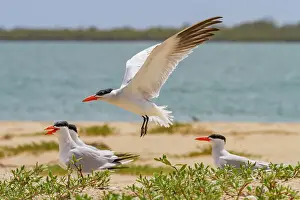 Ecological Diversity Prints: Caspian Terns (Hydroprogne caspia) at breeding colony on Ile des Oiseaux in the Parc National du Delta du Saloum