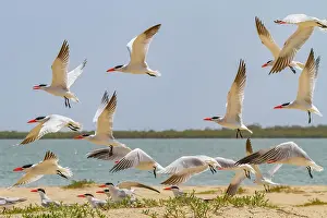 Senegal Prints: Caspian Terns (Hydroprogne caspia) at breeding colony on Ile des Oiseaux in the Parc National du Delta du Saloum