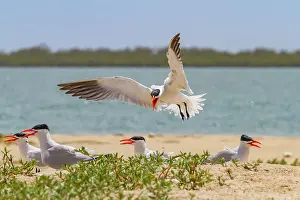Senegal Prints: Caspian Terns (Hydroprogne caspia) at breeding colony on Ile des Oiseaux in the Parc National du Delta du Saloum