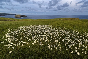 Castle Point, Loop Head, County Clare, Munster, Republic of Ireland, Europe