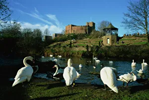 Birds Prints: Castle and River Teme, Tamworth, Staffordshire, England, United Kingdom, Europe
