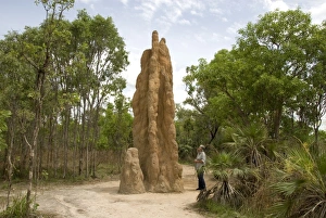 Northern Territory Prints: Castle termite hill, Litchfield National Park, Northern Territory, Australia, Pacific