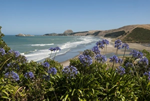 Castlepoint, southeast coast, North Island, New Zealand, Pacific