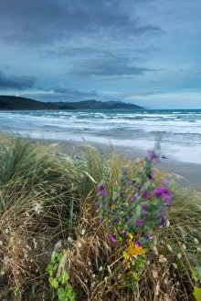 Wellington Region Prints: Castlepoint, Wellington Region, North Island, New Zealand, Pacific