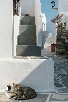 Greek Culture Gallery: Cat basking in the sun by traditional white Greek houses, Kastro Village, Sifnos