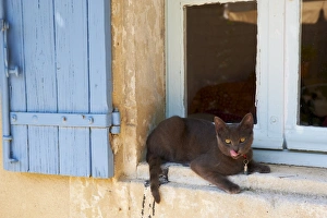 Cat Chartreux, Saignon village, Luberon, Vaucluse, Provence, France, Europe