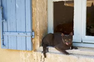 Cat Chartreux, Saignon village, Luberon, Vaucluse, Provence, France, Europe