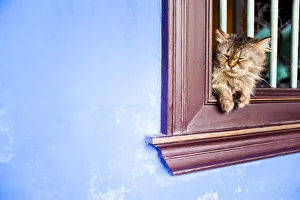 Malaysian Prints: Cat at Cheong Fatt Tze Mansion, Georgetown, Penang, Malaysia, Southeast Asia, Asia