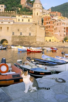 Quay Side Prints: Cat by harbour