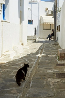 Parikia Prints: Cat, Parikia (Hora), Paros Island, Cyclades, Greek Islands, Greece, Europe
