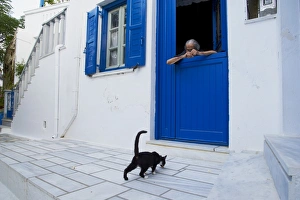 Shutter Prints: Cat, Pyrgos village, Tinos, Cyclades, Greek Islands, Greece, Europe