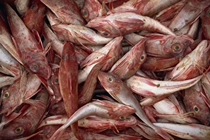 Catch Prints: Catch of latchet fish