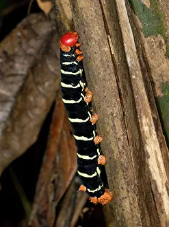 Entomology Prints: Caterpillar tetrio sphinx moth