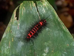 Entomology Prints: Caterpillar tiger moth, Ammalo helops