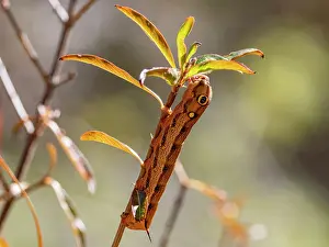 Entomology Prints: Caterpillar of vine hawkmoth on tree branch in Isalo National Park Madagascar