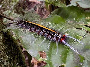 Invertebrates Prints: Caterpillars from the Genus Zanola
