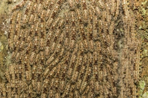 Caterpillars on tree bark, Upper Amazon River Basin, Amazon National Park, Loreto