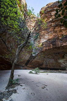 Images Dated 5th October 2008: Cathedral Gorge in the Purnululu National Park, UNESCO World Heritage Site