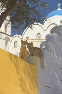 Enjoying Prints: Cats in Akrotiri, Santorini, Cyclades, Greek Islands, Greece, Europe