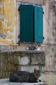 Shutters Prints: Cats in the Old Town, Kotor, Montenegro, Europe