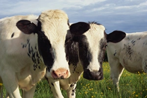 Animal Head Prints: Cattle