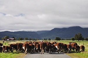 Images Dated 22nd April 2010: Cattle on Cook Flat Road, near Fox Township, West Coast, South Island, New Zealand