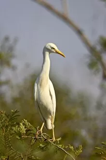 Images Dated 31st October 2006: Cattle egret (Bubulcus ibis)