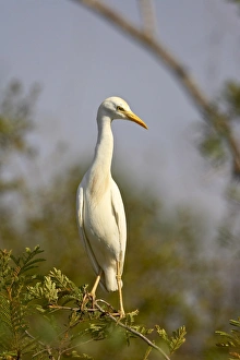 Images Dated 31st October 2006: Cattle egret (Bubulcus ibis)
