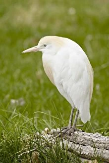 Images Dated 17th April 2009: Cattle egret (Bubulcus ibis) in breeding plumage in captivity, Rio Grande Zoo
