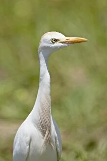 Images Dated 13th November 2007: Cattle Egret (Bubulcus ibis), Kruger National Park, South Africa, Africa