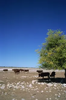 Arid Landscapes Prints: Cattle farm on edge of Kalahari Desert, Botswana, Africa