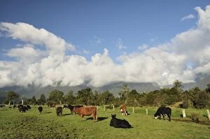 Images Dated 1st May 2010: Cattle on farmland, Cook Flat, West Coast, South Island, New Zealand, Pacific