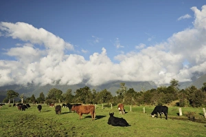 Farm Animal Prints: Cattle on farmland, Cook Flat, West Coast, South Island, New Zealand, Pacific