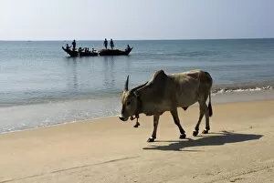Cattle and fishing boat, Benaulim, Goa, India, Asia