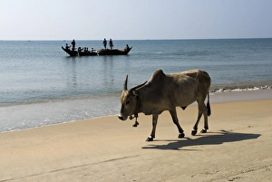 Images Dated 10th November 2006: Cattle and fishing boat, Benaulim, Goa, India, Asia
