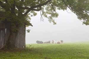 Lying Prints: Cattle in fog, near Fussen, Bavaria, Germany, Europe