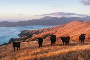 Zealand Prints: Cattle graze on golden hills near turquoise waters of French Pass in Marlborough Sounds