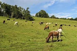 Cattle grazing in a Chiltern Hills valley at Rotherfield Greys just west of Cattle grazing in a Chiltern Hills valley at Rotherfield Greys just west of