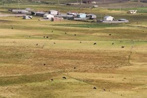 Cattle grazing on farmland in the Cajabamba district, Riobamba, Chimborazo Province