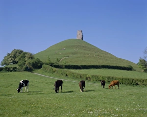 Eating Prints: Cattle grazing in front of Glastonbury Tor, Glastonbury, Somerset, England, UK, Europe