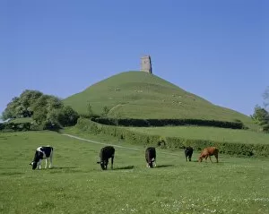 Farming Collection: Cattle grazing in front of Glastonbury Tor, Glastonbury, Somerset, England, UK, Europe