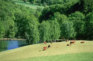 Pasture Prints: Cattle grazing in a green landscape near a body of water in Rouergue region of Aveyron