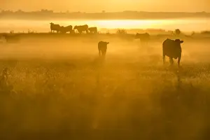 Farm Animal Prints: Cattle on grazing marsh at sunrise, Elmley Marshes National Nature Reserve